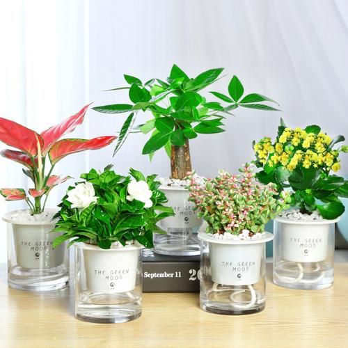 闺蜜过生日送什么盆栽,闺蜜生日送什么绿植好