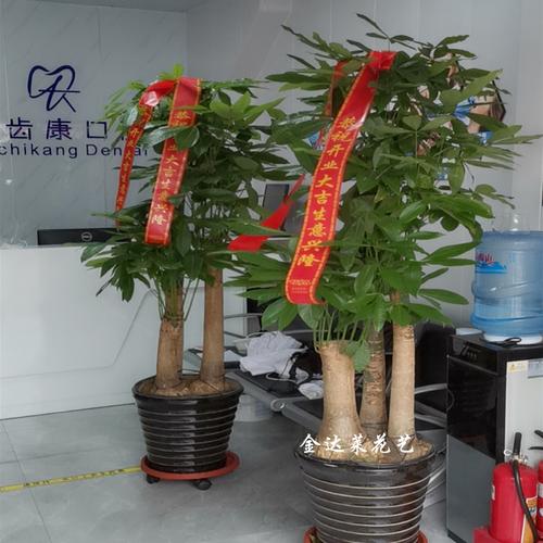 公司开业一般送什么,公司开业一般送什么树