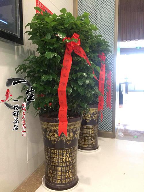 客户公司乔迁送什么树,公司乔迁送什么花合适