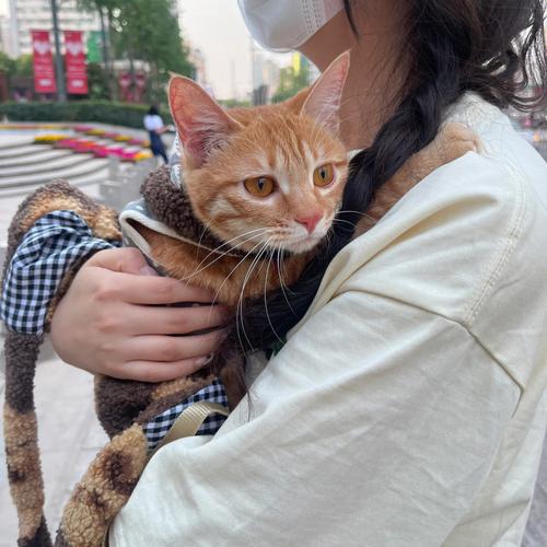 送猫猫给女孩子,送猫猫给女孩子好吗,刚认识的女孩丢了猫怎么安慰她?