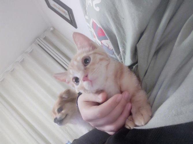 送猫猫给女孩子,送猫猫给女孩子好吗,刚认识的女孩丢了猫怎么安慰她?