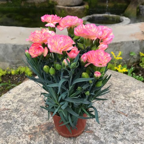 合适小学老师的礼物,合适小学老师的礼物有哪些,送老师什么盆栽好,小型植物?