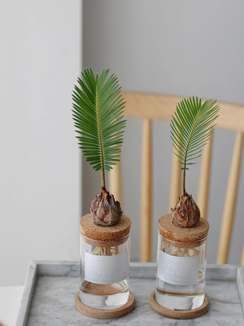 适合送老师的小型植物,适合送老师的小型植物有哪些,哪些植物是人类老师?