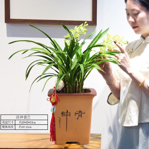 国外客户搬家送什么，国外客户搬家送什么礼物，乔迁送兰花合适吗？
