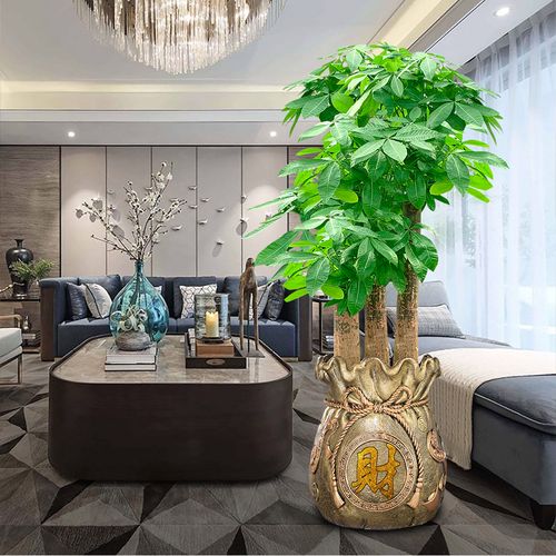 老板进新房送什么礼物,老板进新房送什么礼物比较好,领导乔迁新居送什么绿植比较好?