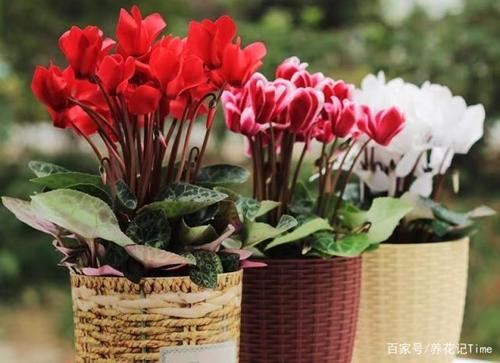 冬季适合给客户送什么,冬季适合养什么花