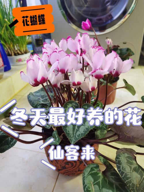 冬季适合给客户送什么,冬季适合养什么花