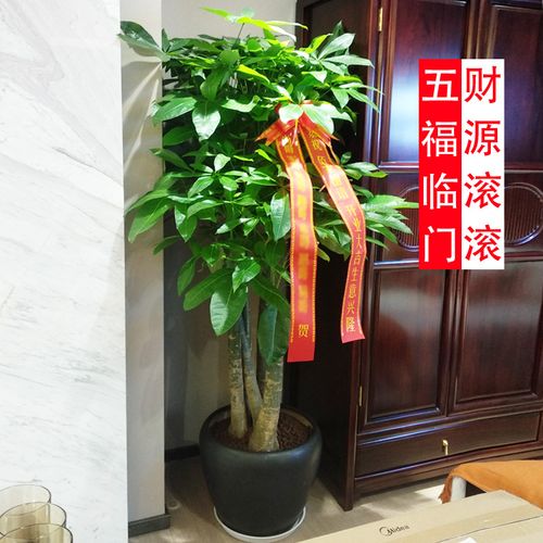 重要客户搬家送什么,客户搬家送什么绿植好