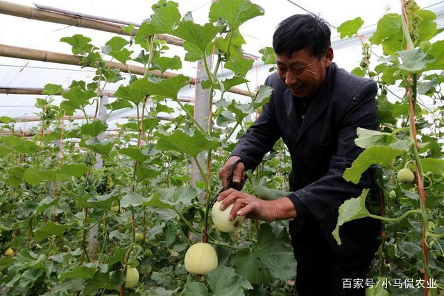 冬天送什么给客户合适,冬天种什么瓜合适