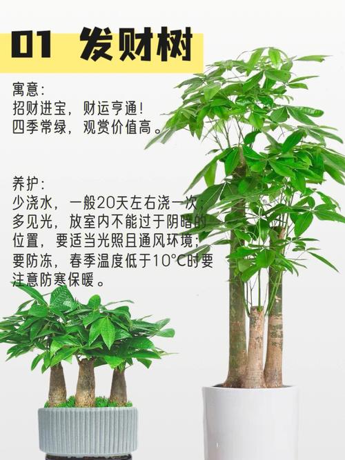 公司开业适合送,公司开业适合送什么绿植,朋友公司开业送什么礼品?