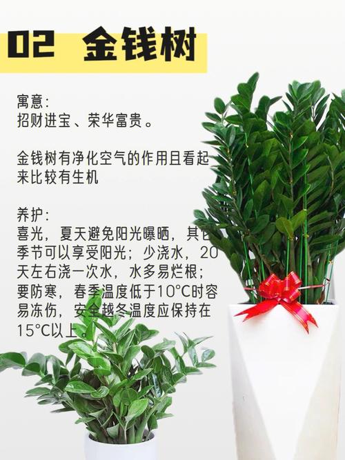 公司开业适合送,公司开业适合送什么绿植,朋友公司开业送什么礼品?