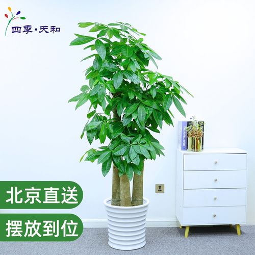 公司乔迁送什么,公司乔迁送什么绿植好