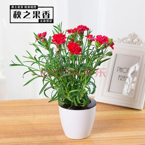 送孩子植物当礼物怎么样,给孩子送什么花好