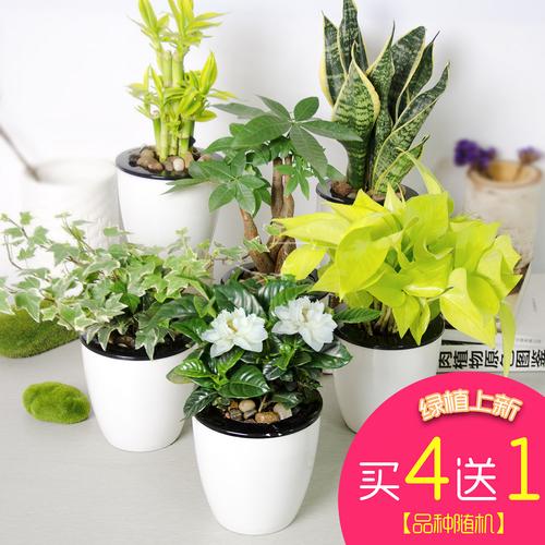 送闺蜜盆栽,送闺蜜盆栽送什么好,什么样的绿植适合送闺蜜?