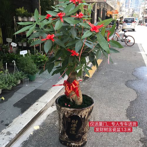 客户搬家送什么,客户搬家送什么绿植好