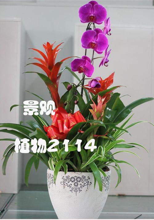 公司乔迁之喜应送什么,公司乔迁之喜送什么盆栽