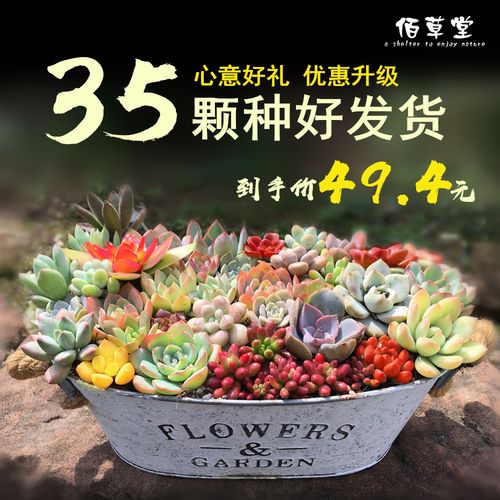 送闺蜜生日礼物盆栽好吗,送闺蜜盆栽送什么好