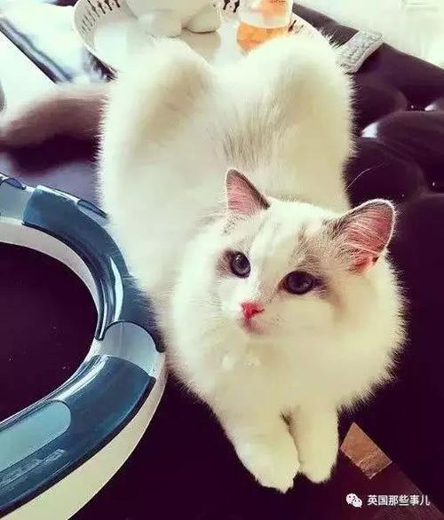 喜欢猫的女孩子应该送什么,喜欢猫的女生择偶