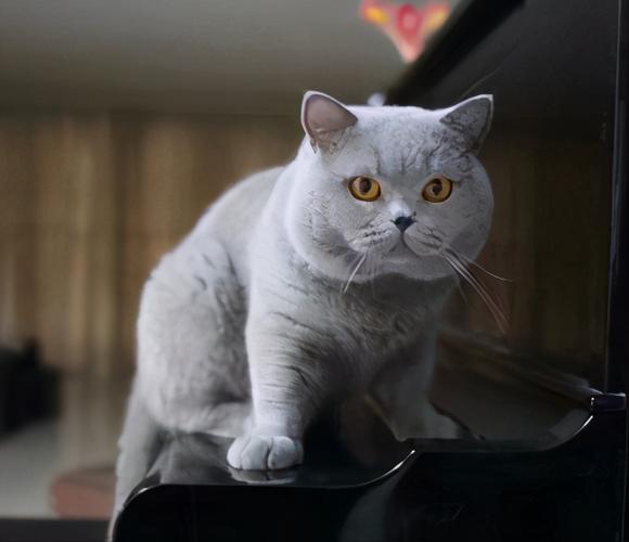 喜欢猫的女孩子应该送什么,喜欢猫的女生择偶