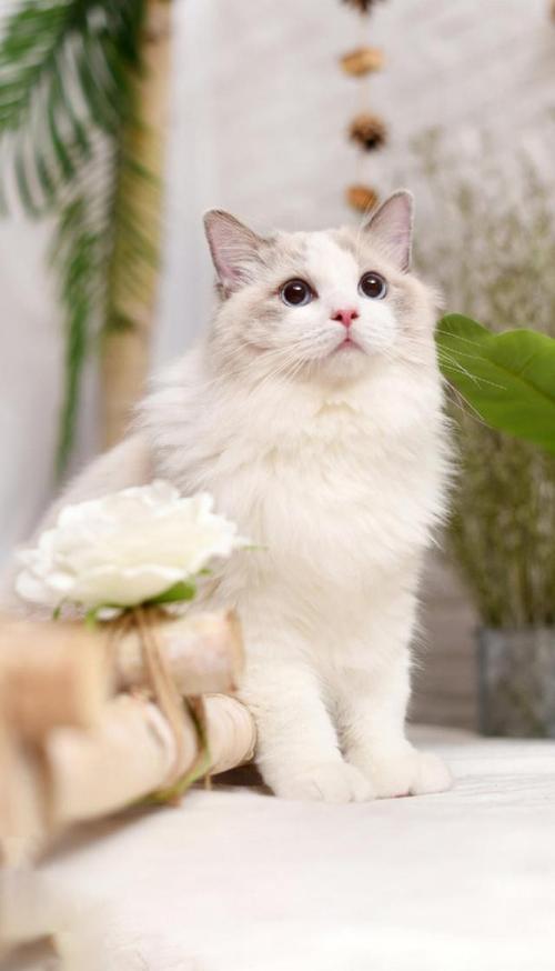 喜欢猫的女孩子应该送什么,喜欢猫的女生择偶