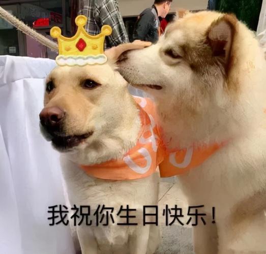 生日礼物闺蜜沙雕，生日礼物闺蜜沙雕文案，写给闺蜜的沙雕生日祝福语原耽？