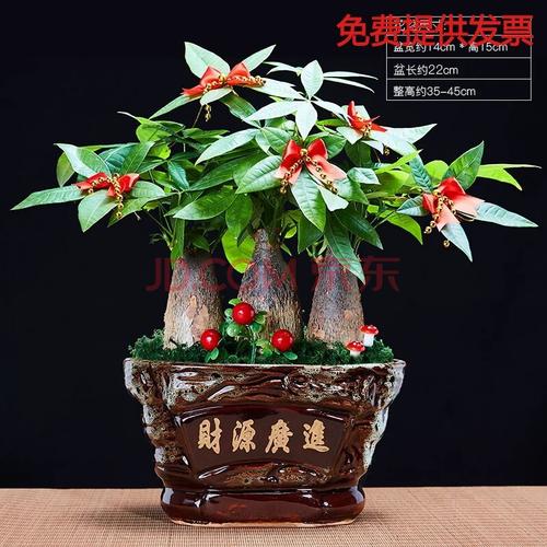 闺蜜过生日送盆发财树好吗,闺蜜生日送盆栽,合适吗