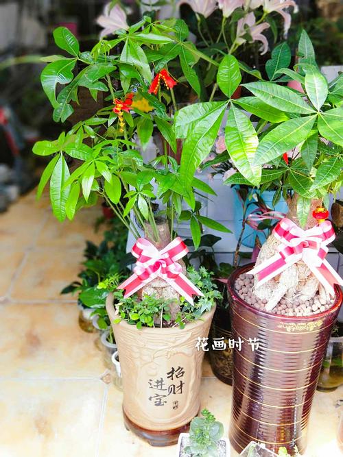 闺蜜过生日送盆发财树好吗,闺蜜生日送盆栽,合适吗