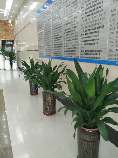 送公司什么好呢,送公司什么绿植比较好