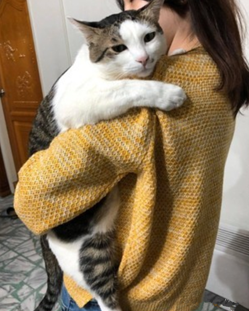 送猫猫给女孩子,,刚认识的女孩丢了猫怎么安慰她?