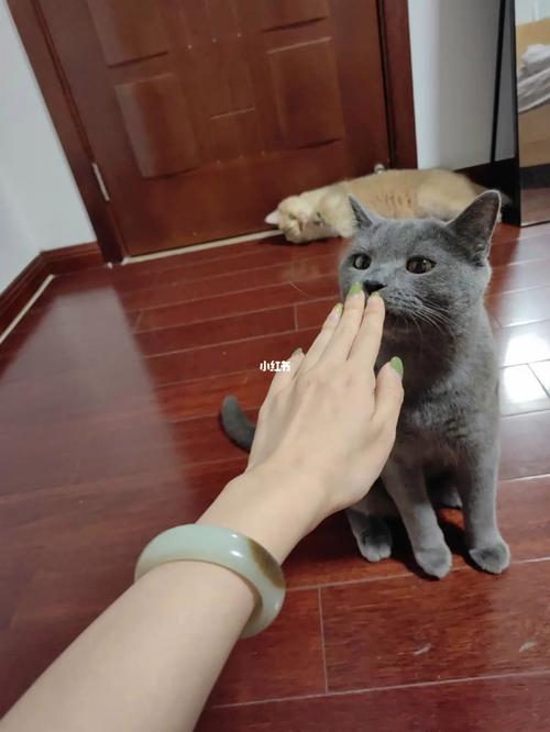 送猫猫给女孩子,,刚认识的女孩丢了猫怎么安慰她?
