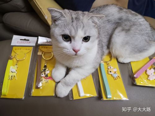 女孩子送猫咪当礼物合适吗,女孩子送猫咪当礼物合适吗知乎,为什么送猫要包个红包?