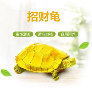 送巴西客户礼物,送巴西客户礼物送什么好,送人乌龟好不?