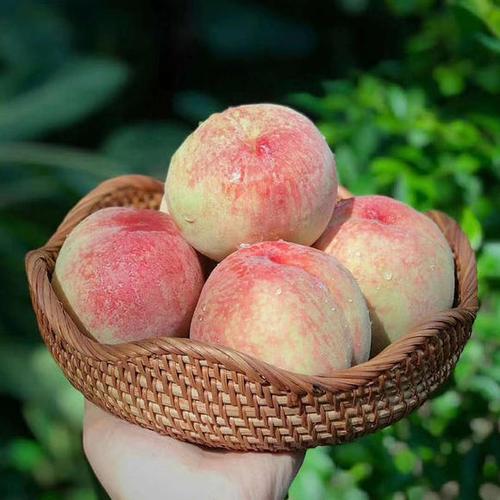 夏季可以送客户的礼品,夏天送什么水果给客户最好,给客户送水蜜桃的话术?