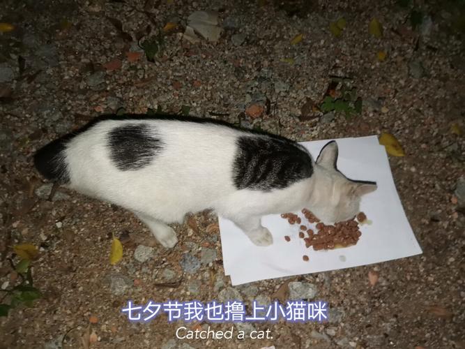 七夕节送老婆猫可以吗,,七夕给独居男朋友送什么?