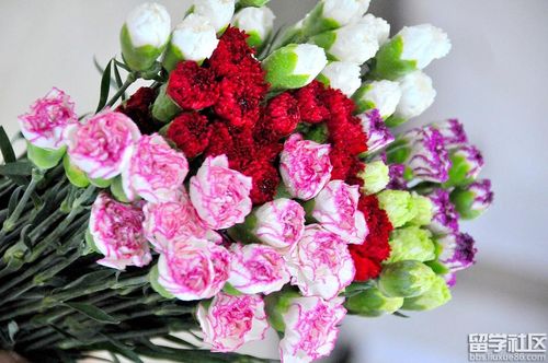 送老师康乃馨合适吗,教师节送老师康乃馨合适吗,康乃馨送给谁最合适?