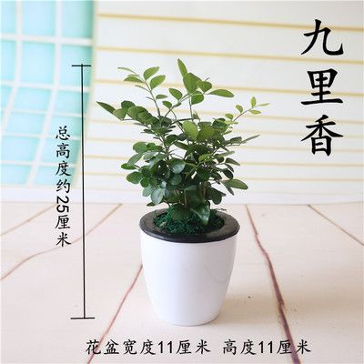 好养盆栽送老师,好养盆栽送老师好吗,九里香盆栽可以送给老师吗?