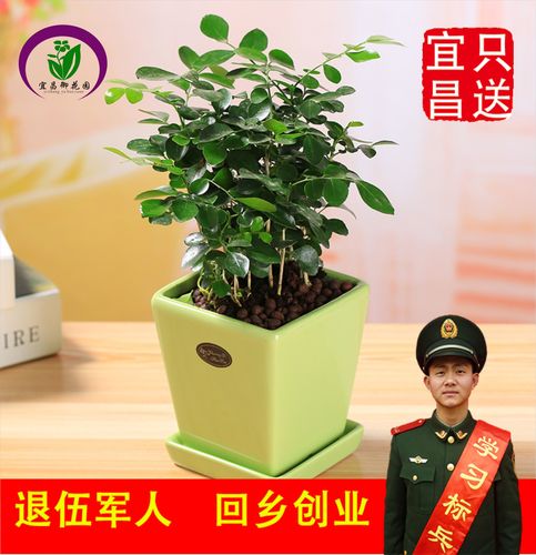 好养盆栽送老师,好养盆栽送老师好吗,九里香盆栽可以送给老师吗?