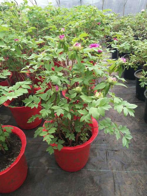 牡丹花能送老师吗，牡丹适合送老师吗，有哪些盆栽植物适合送师长的？