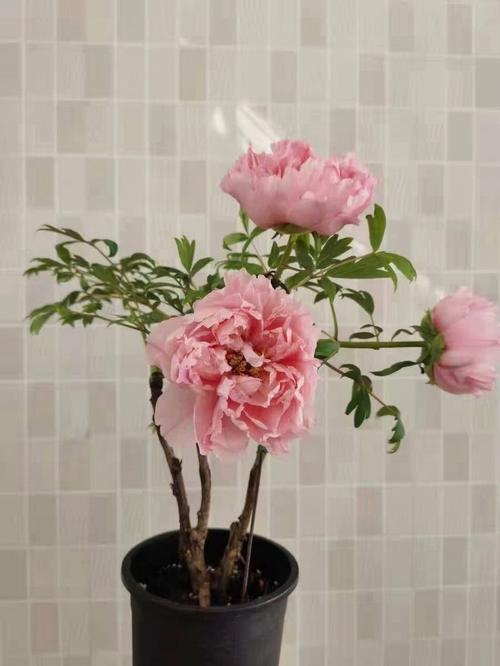牡丹花能送老师吗，牡丹适合送老师吗，有哪些盆栽植物适合送师长的？