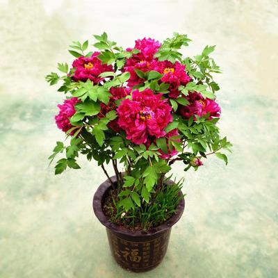 牡丹花能送老师吗，牡丹适合送老师吗，有哪些盆栽植物适合送师长的？