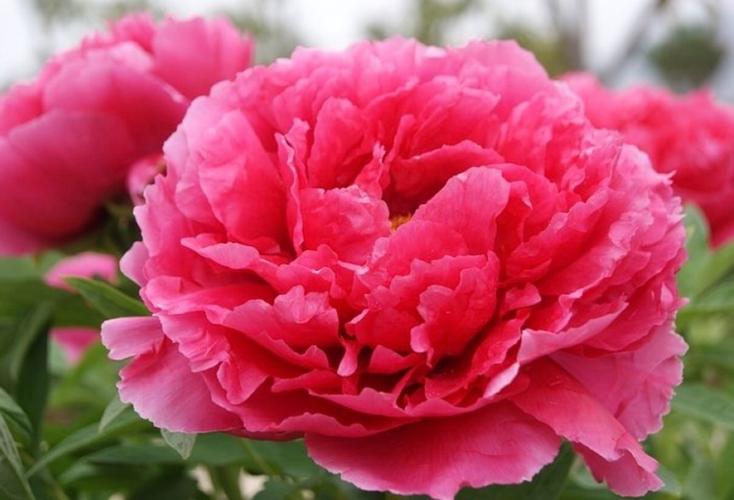 送老师牡丹花合适吗,送老师牡丹花合适吗女生,牡丹花语是什么,牡丹适合送什么人?
