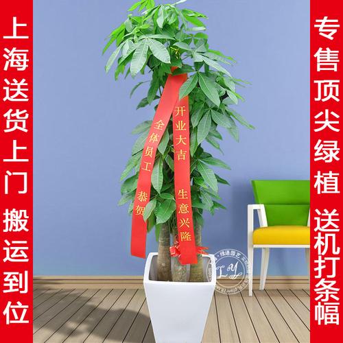 汽车开业礼品,汽车开业礼品有哪些,车行开业送什么盆栽好?