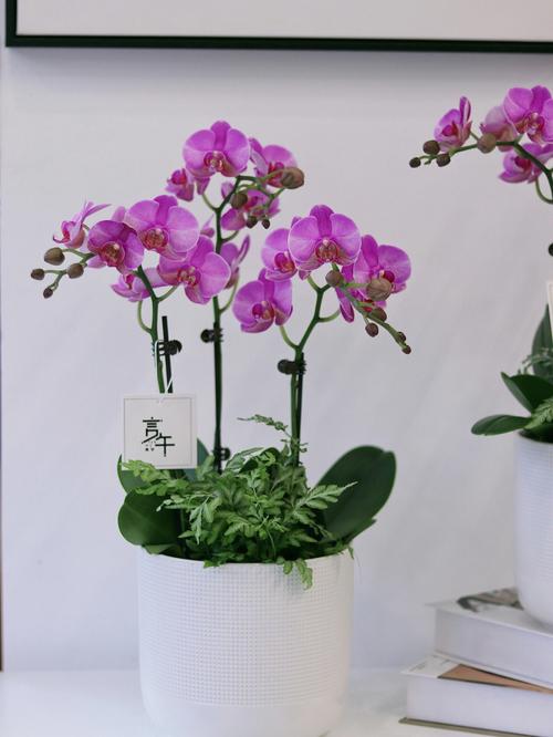 送给老师什么盆景最好,送给老师的盆景适合买什么花,送给老师应该什么花好呢?代表感谢的,几朵最好呢?