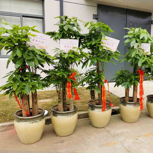送礼送什么好送老师,送礼送什么给老师最好,送老师什么盆栽好,小型植物?