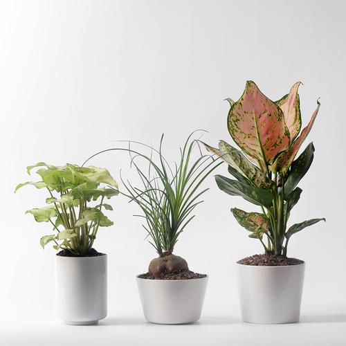送给老师俩盆花多少钱，送给老师俩盆花多少钱合适，送老师什么盆栽好？