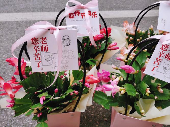 教师节送老师什么盆景好些,教师节送什么盆景给老师,教师节想送盆植物给老师,送什么植物比较好呢?