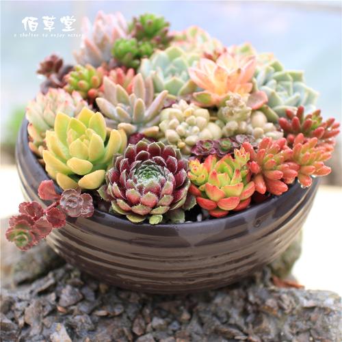 送老师多肉植物怎么样，送老师多肉植物怎么样呢，朋友生日送小盆栽是什么意思？
