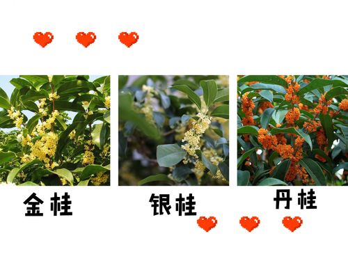 桂花制作礼品，桂花制作礼品有哪些，缅桂花语？