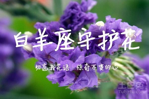 圣诞节送什么礼品给水瓶女,圣诞节送女生什么水果,12星座的守护花及花语?