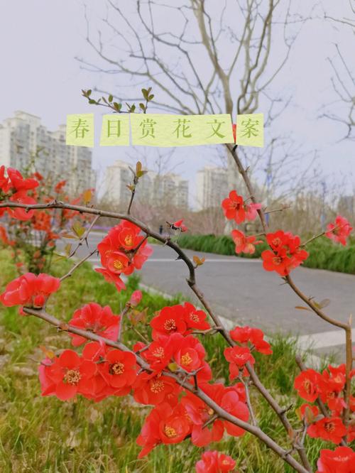 春天送人最好的礼品,,春天的馈赠文案?